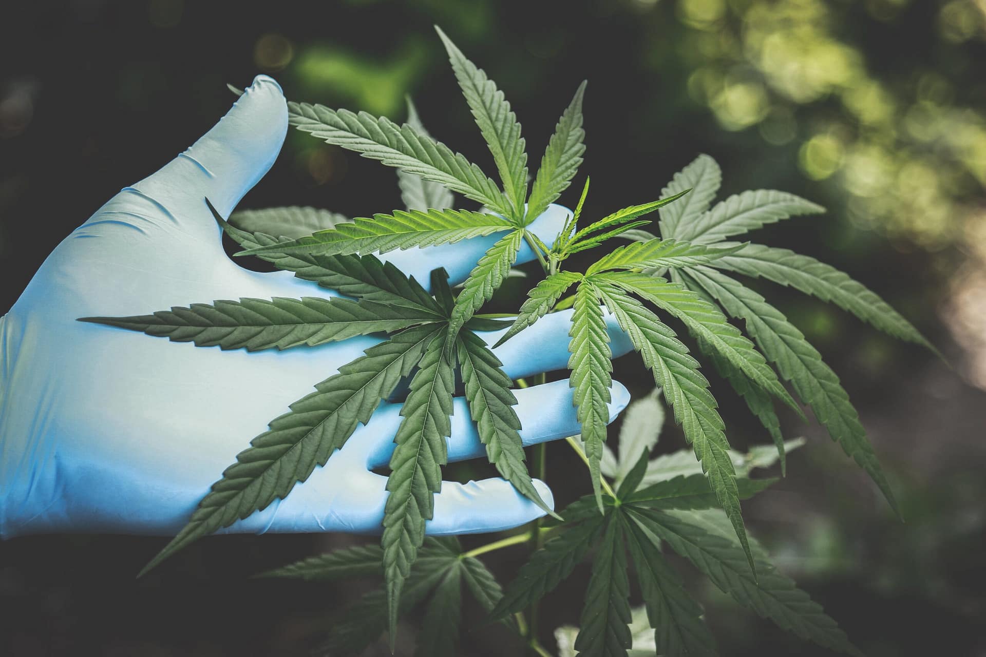 How Does Cannabis Impact Nausea And Vomiting During Chemotherapy? How Does Cannabis Impact Nausea And Vomiting During Chemotherapy?