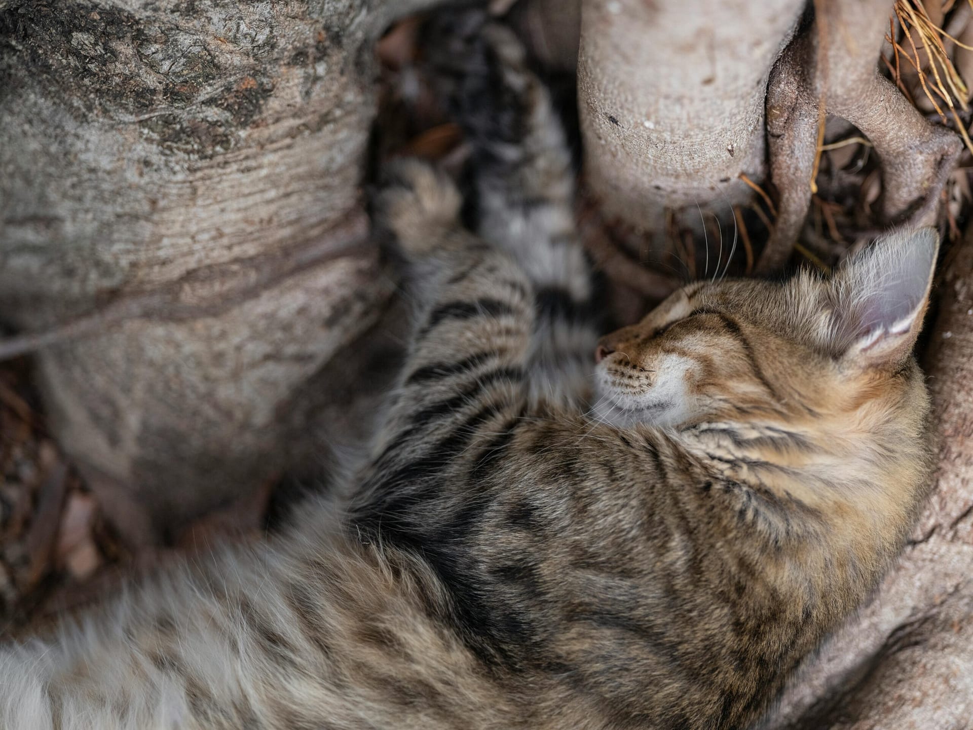 Are There CBD Treatments For Sleep Disorders? Are There CBD Treatments For Sleep Disorders?