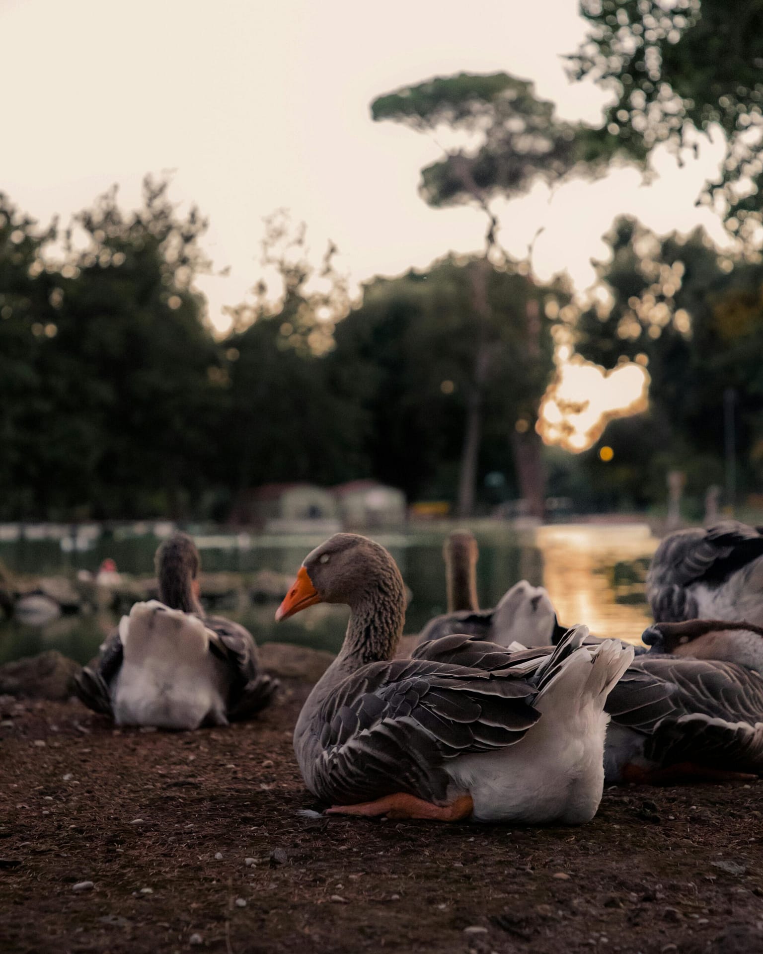 Are There CBD Treatments For Sleep Disorders? Are There CBD Treatments For Sleep Disorders?