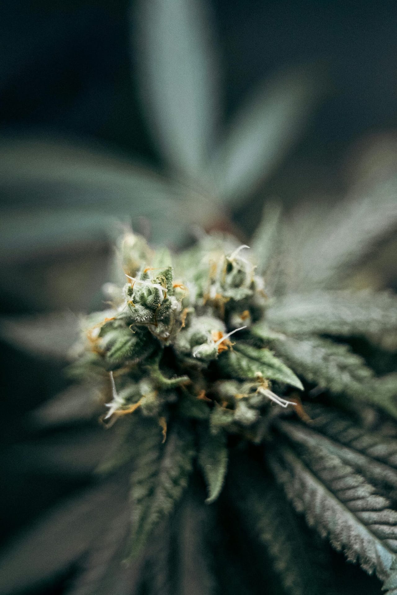 What Are The Potential Risks Of Using Cannabis For Pain? What Are The Potential Risks Of Using Cannabis For Pain?