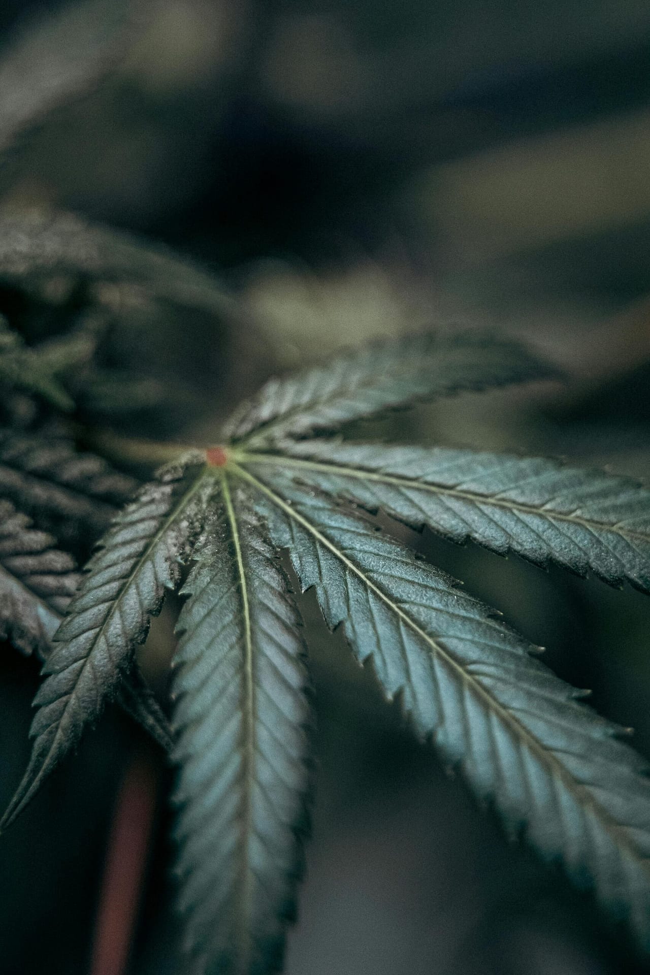What Are The Potential Risks Of Using Cannabis For Pain? What Are The Potential Risks Of Using Cannabis For Pain?