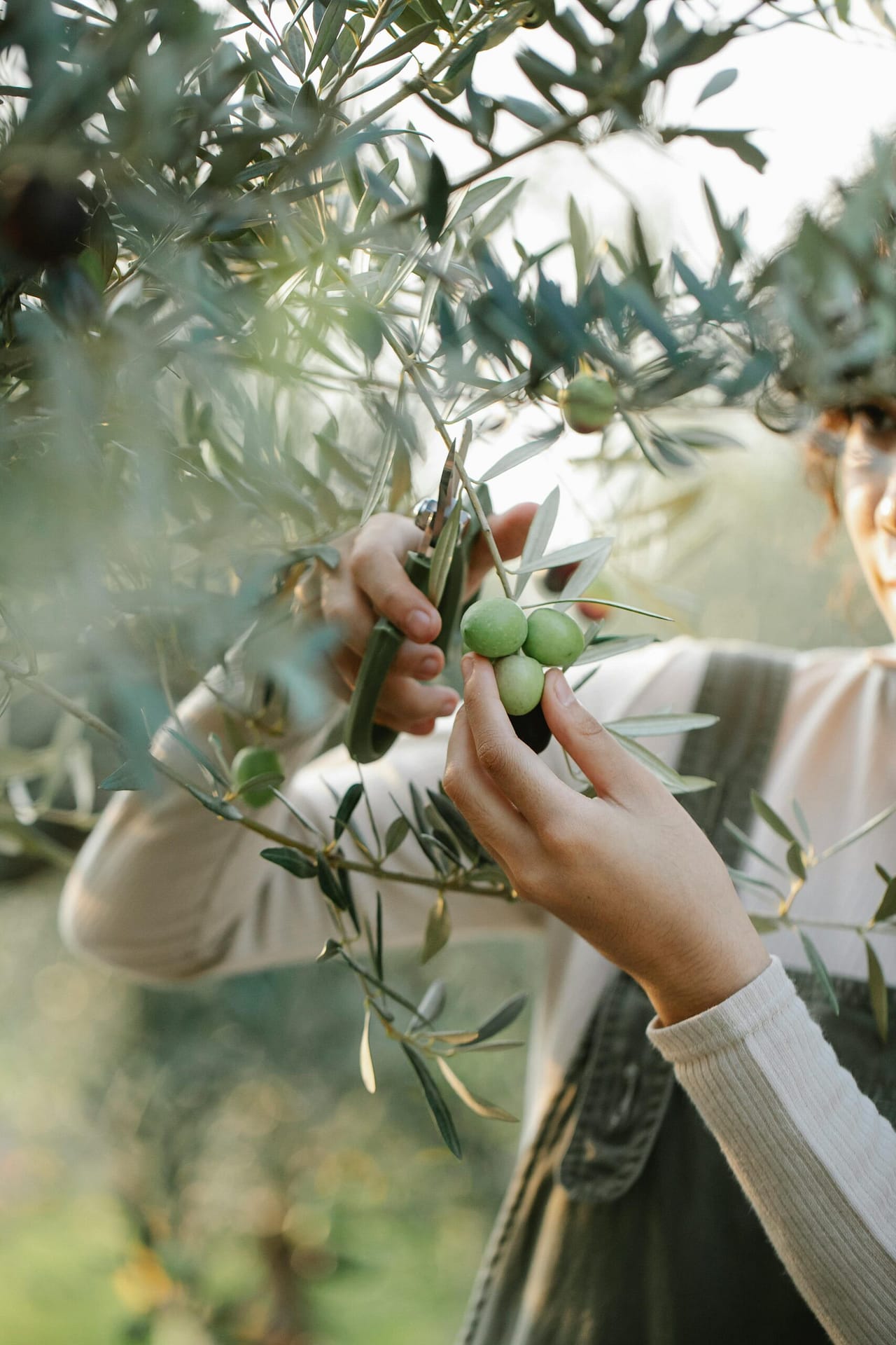 How To Start A Commercial And Personal Grow In Hawaii? How To Start A Commercial And Personal Grow In Hawaii?