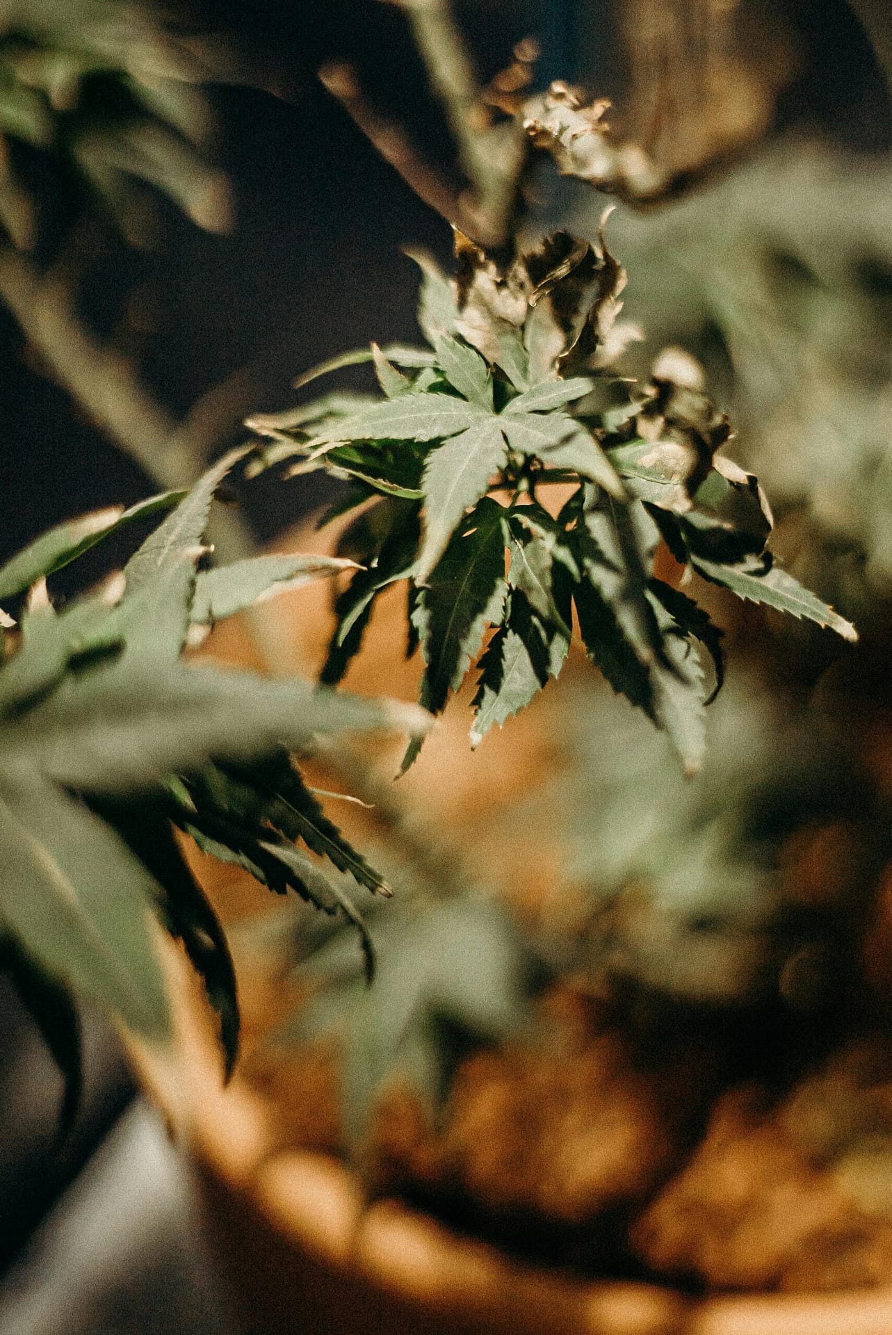 How To Navigate Interstate Cannabis Transportation Regulations? How To Navigate Interstate Cannabis Transportation Regulations?