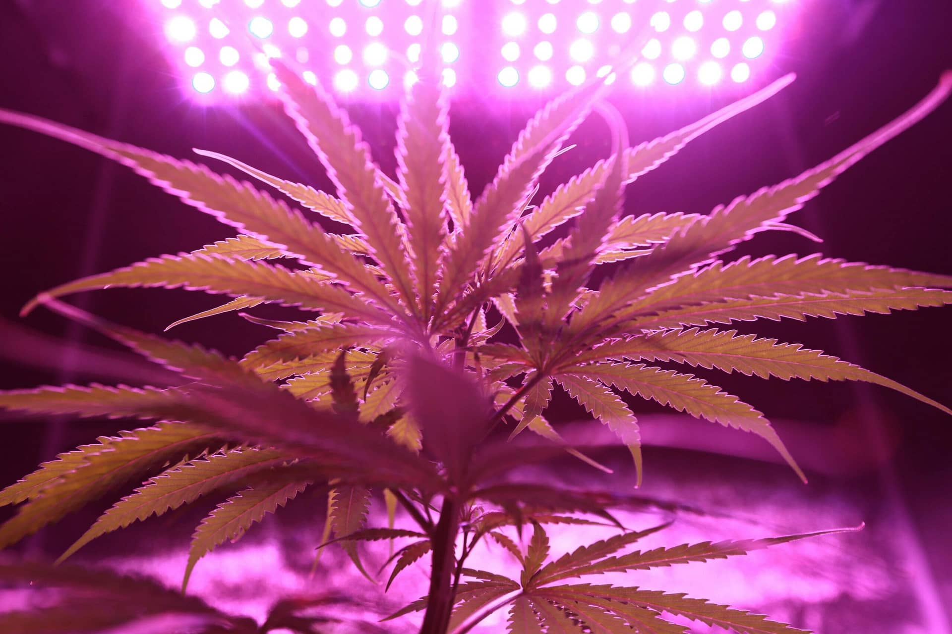 What Licenses Are Required For Cannabis Cultivation In Michigan?