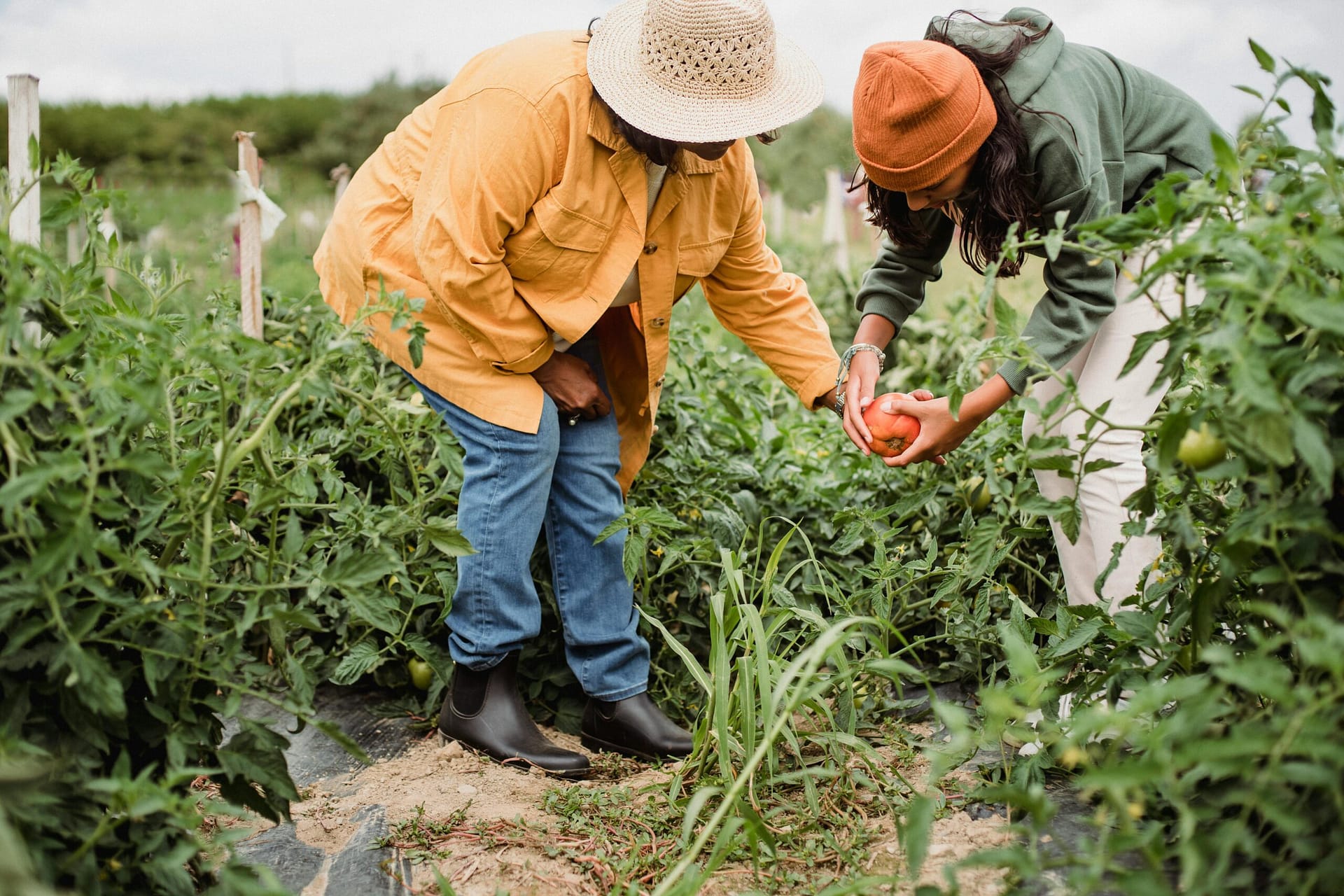 What Licenses Are Required For Cannabis Cultivation In Nevada?