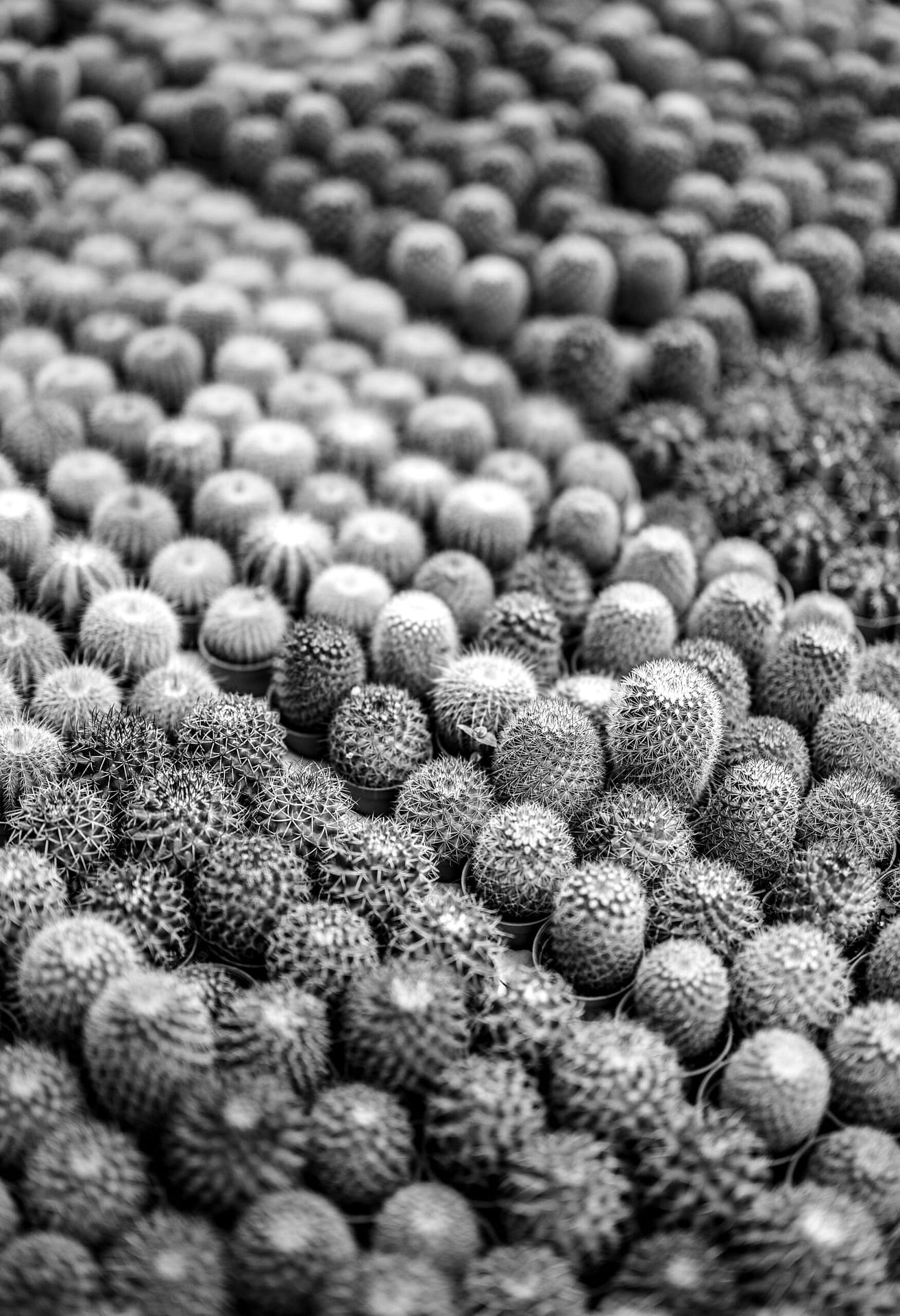 What Licenses Are Required For Cannabis Cultivation In Ohio? What Licenses Are Required For Cannabis Cultivation In Ohio?