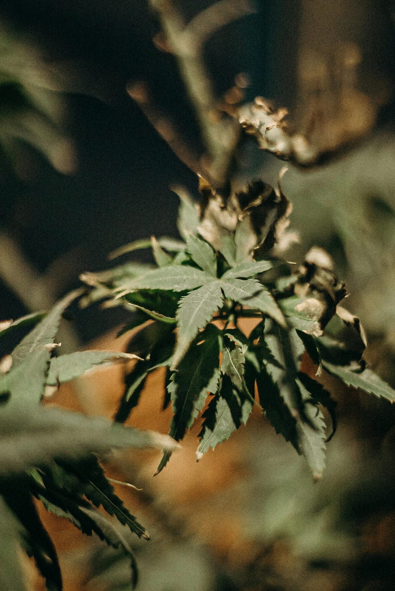 How To Start A Dispensary In Pennsylvania? How To Start A Dispensary In Pennsylvania?