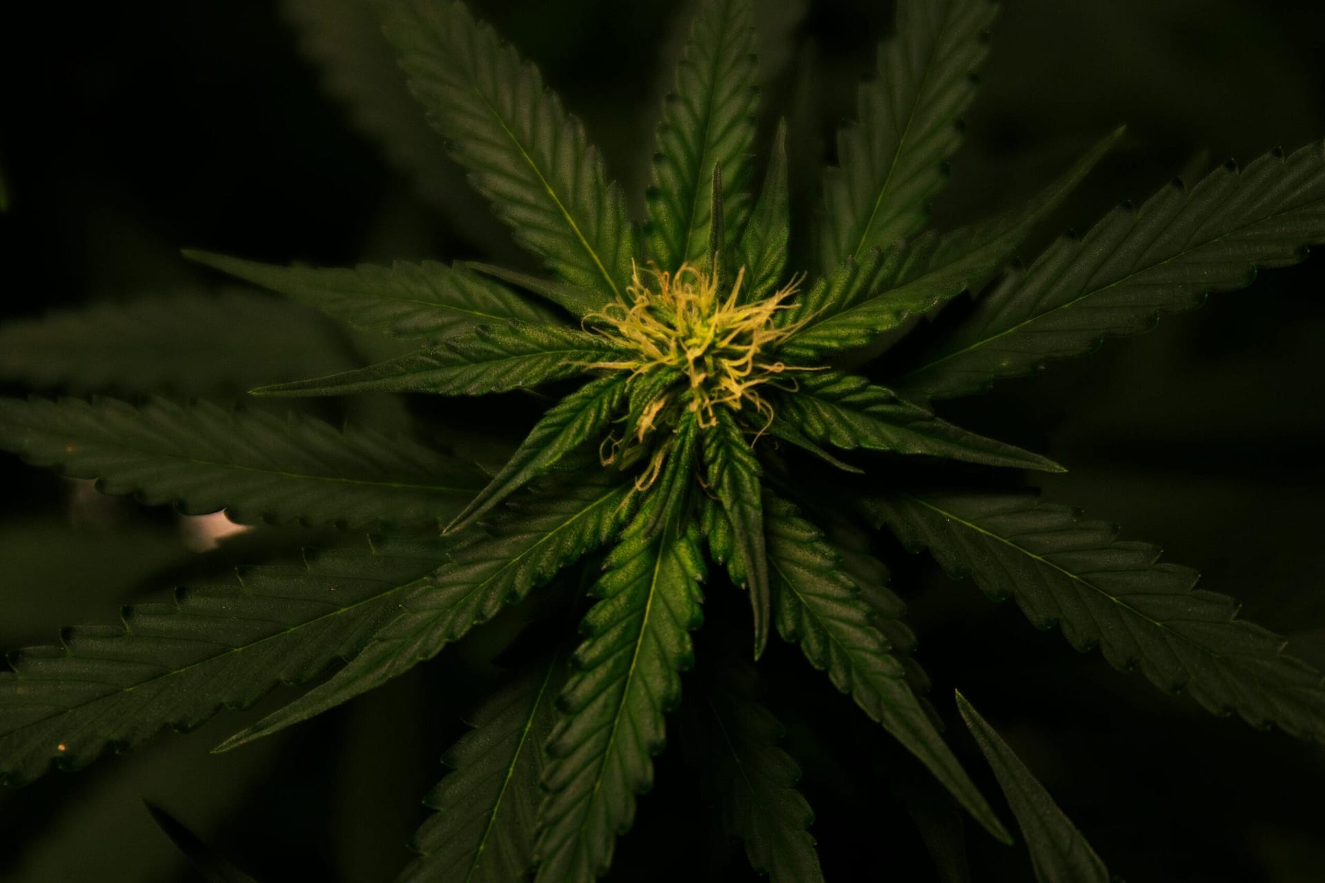 Legal Implications Of Selling Cannabis Online In West Virginia. Legal Implications Of Selling Cannabis Online In West Virginia.