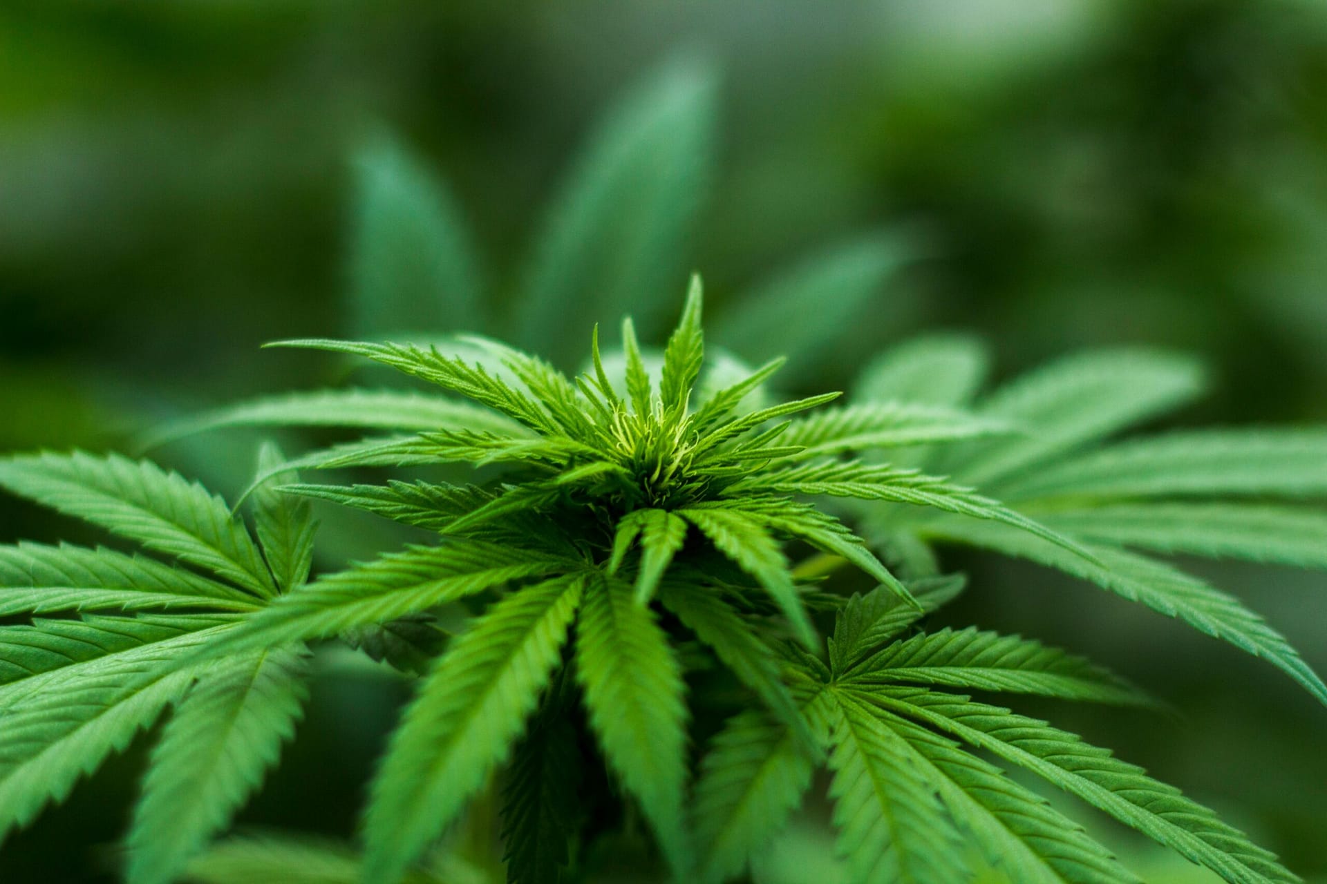 Overview Of Cannabis Laws In Alaska. Overview Of Cannabis Laws In Alaska.