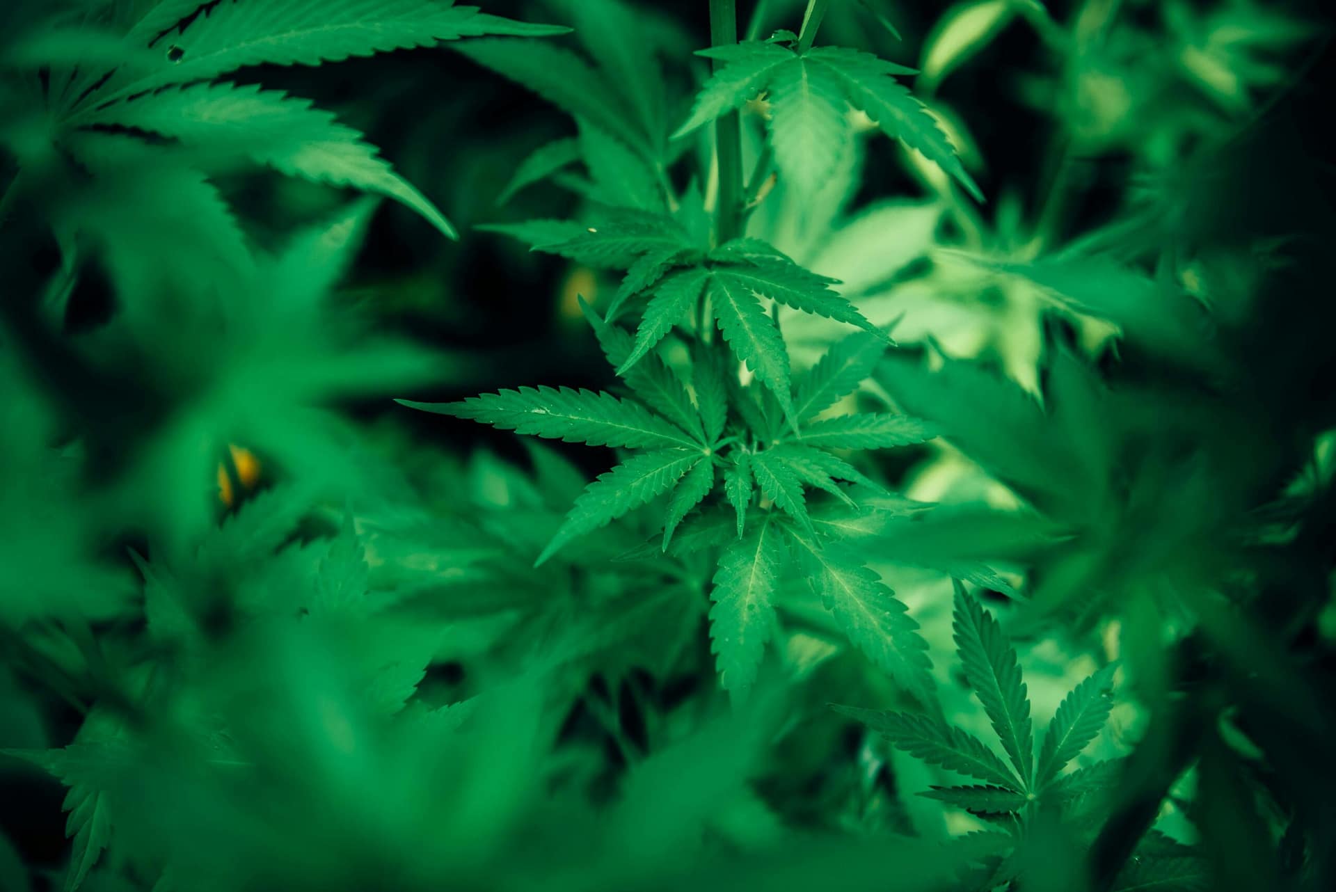 Overview Of Cannabis Laws In Alaska. Overview Of Cannabis Laws In Alaska.