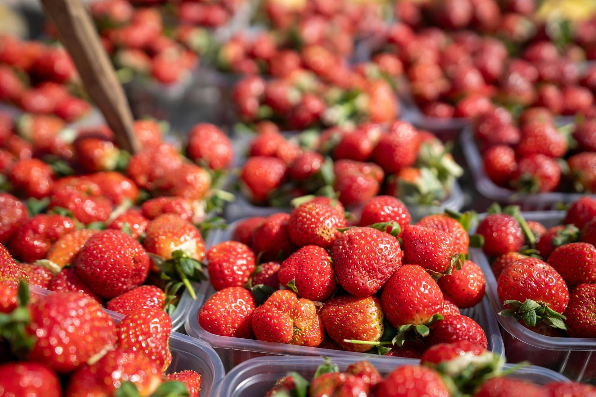 What Licenses Are Required For Cannabis Cultivation In Washington? What Licenses Are Required For Cannabis Cultivation In Washington?